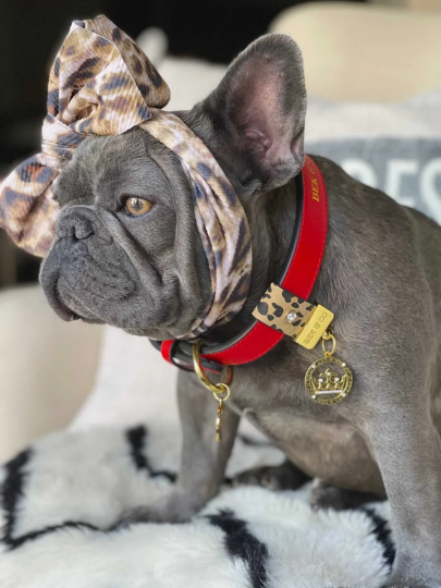 Genuine Leather Collar Slide in Leopard