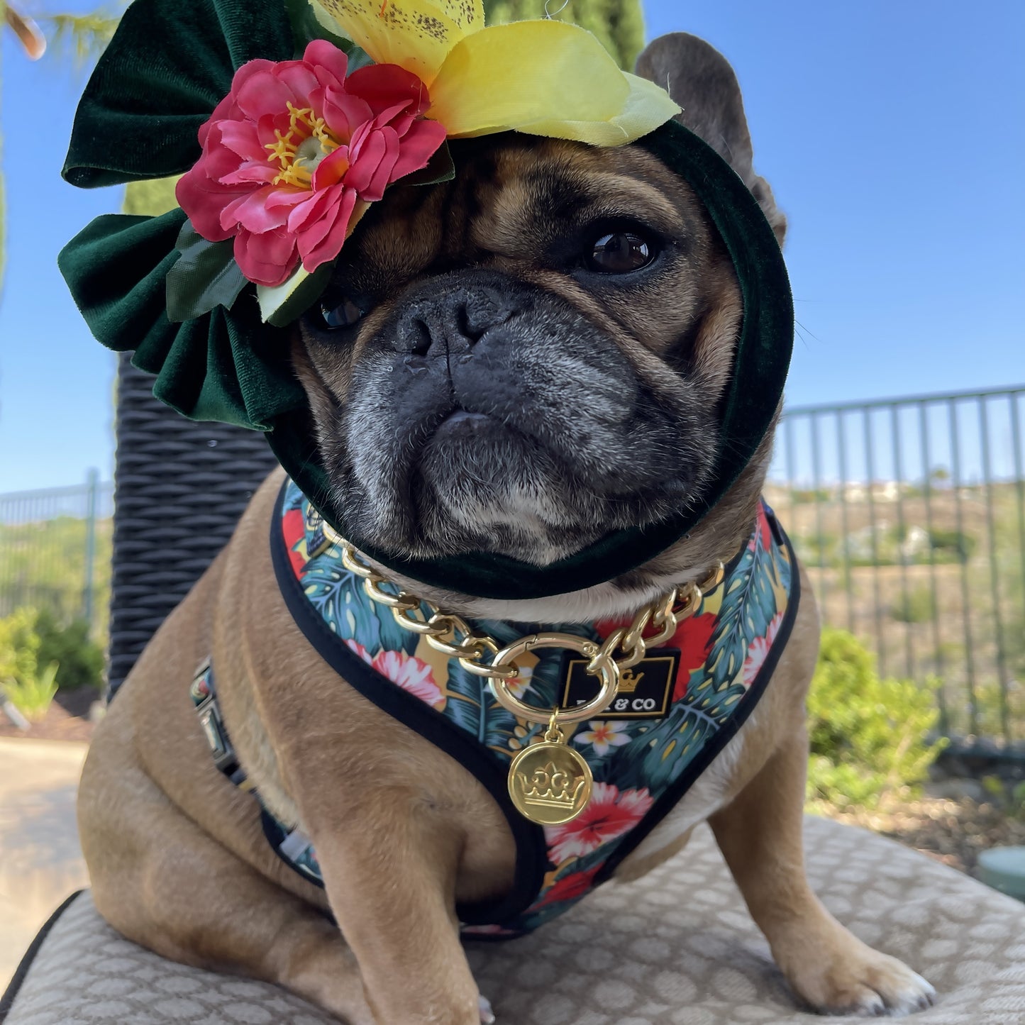 cute French Bulldog wearing adjustable Aloha harness by Bek & Co with flower bow and gold chain