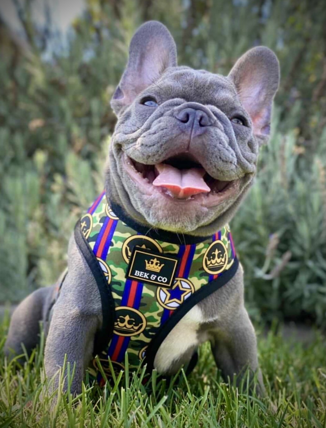 Camo Reversible Dog Harness