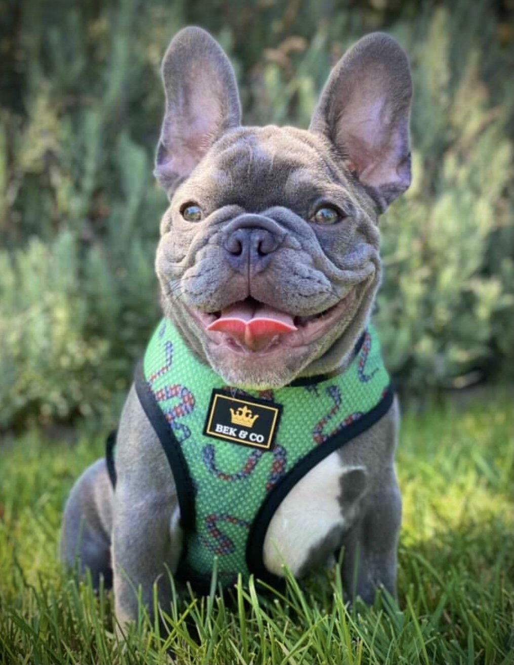 Camo Reversible Dog Harness