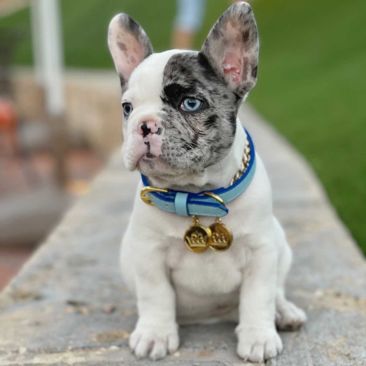 Original Blue Dog Collar