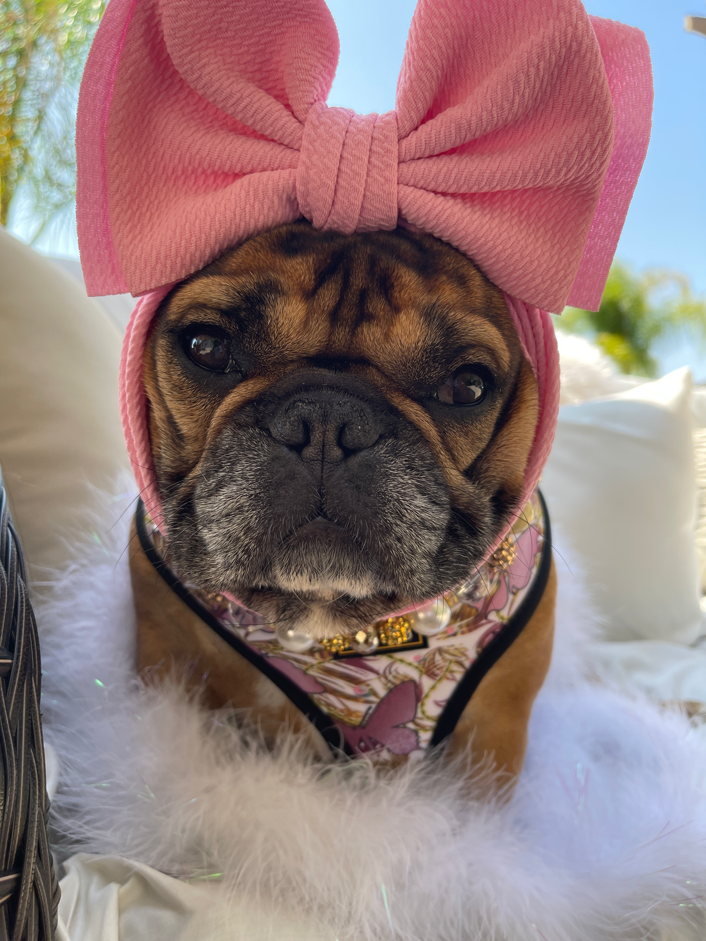 Butterfly Diva Adjustable Dog Harness