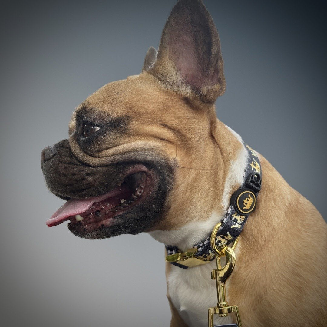 handsome brown and white Frenchie wearing Bek & Co Royal collar