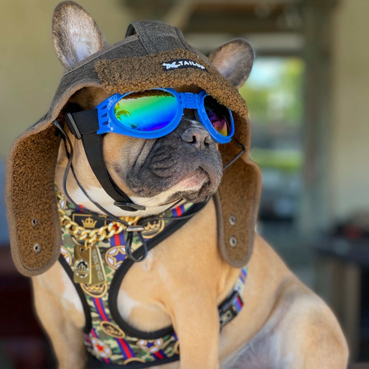 Blue Doggles