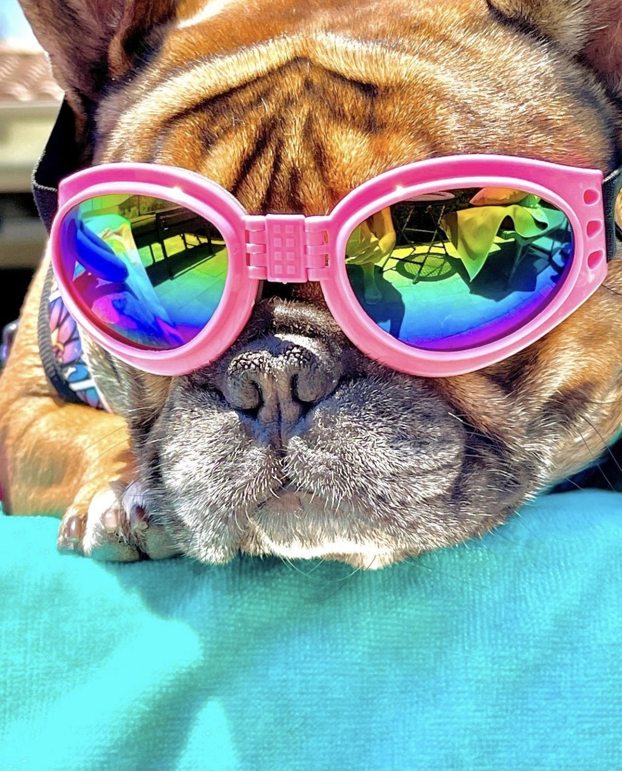Pink Doggles