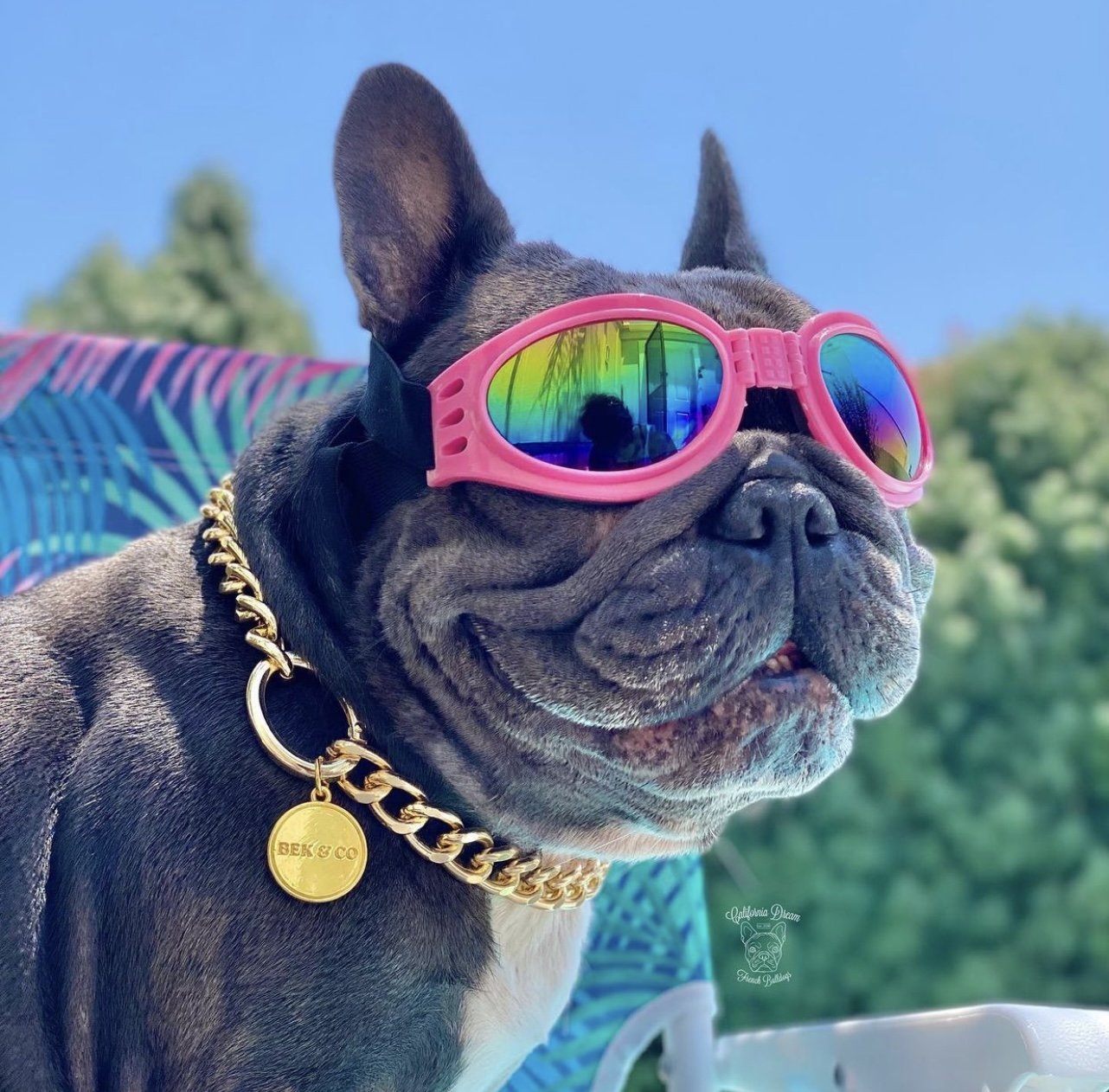 Pink Doggles