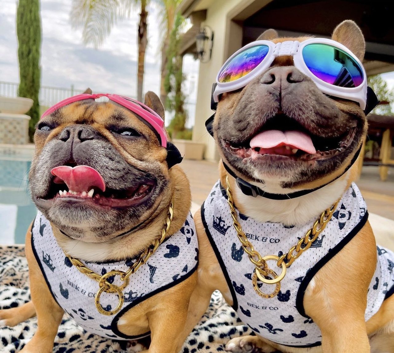 Pink Doggles