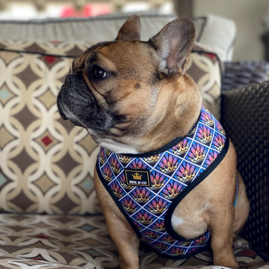 beautiful French Bulldog on outdoor sofa wearing the Sunset Reversible Frenchie Harness