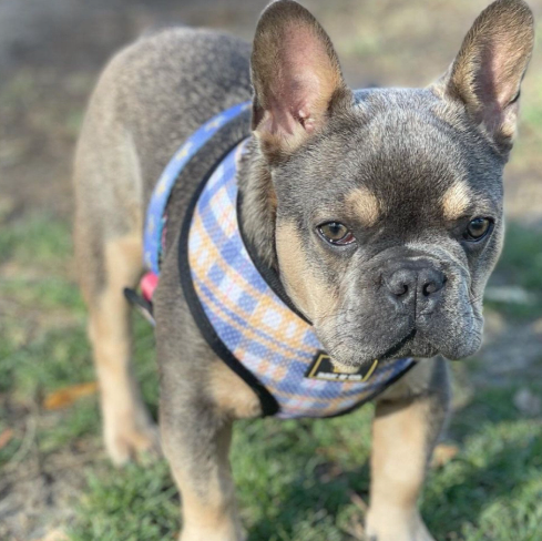 Handsome French Bulldog wearing the plaid neoprene side of the Bek & Co Sunset Reversible Dog Harness