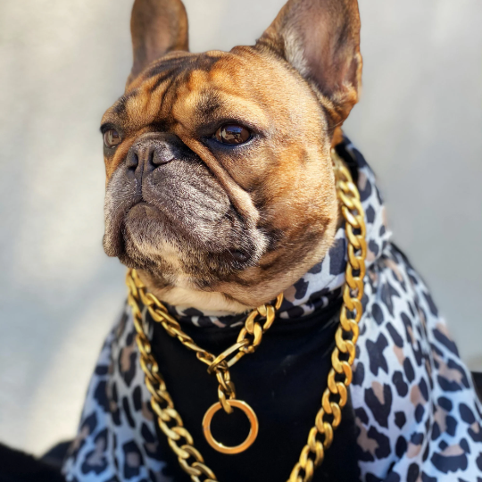 Leopard Hoodie by Bek & Co