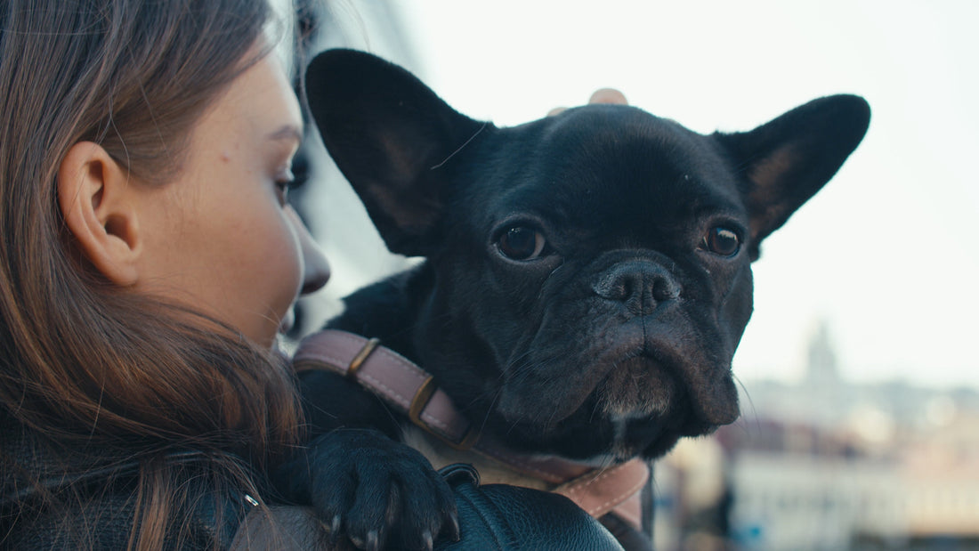 Best California French Bulldog Breeders [2021 Roundup]