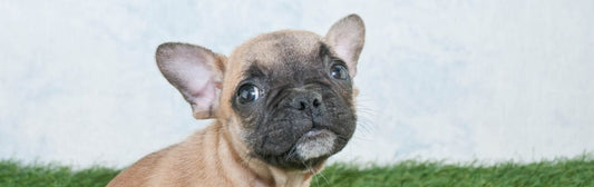 Are French Bulldogs Hypoallergenic?
