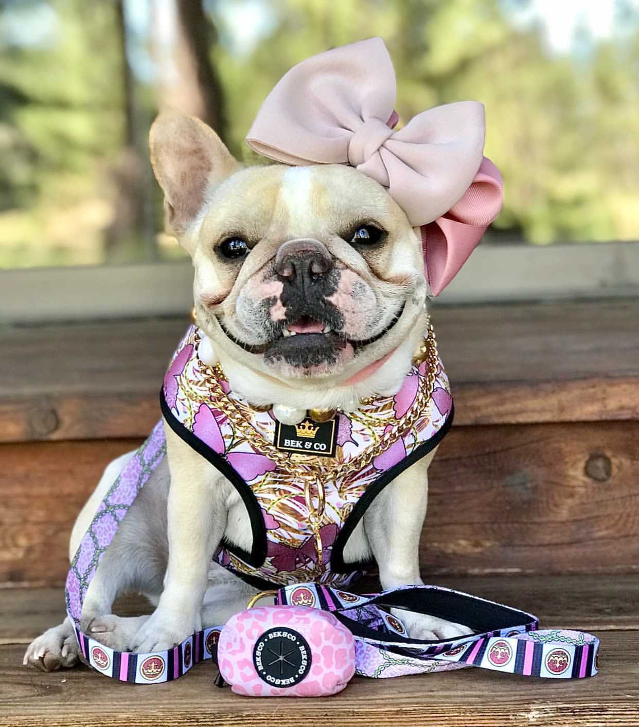 Butterfly Diva Reversible French Bulldog Harness Bek Co