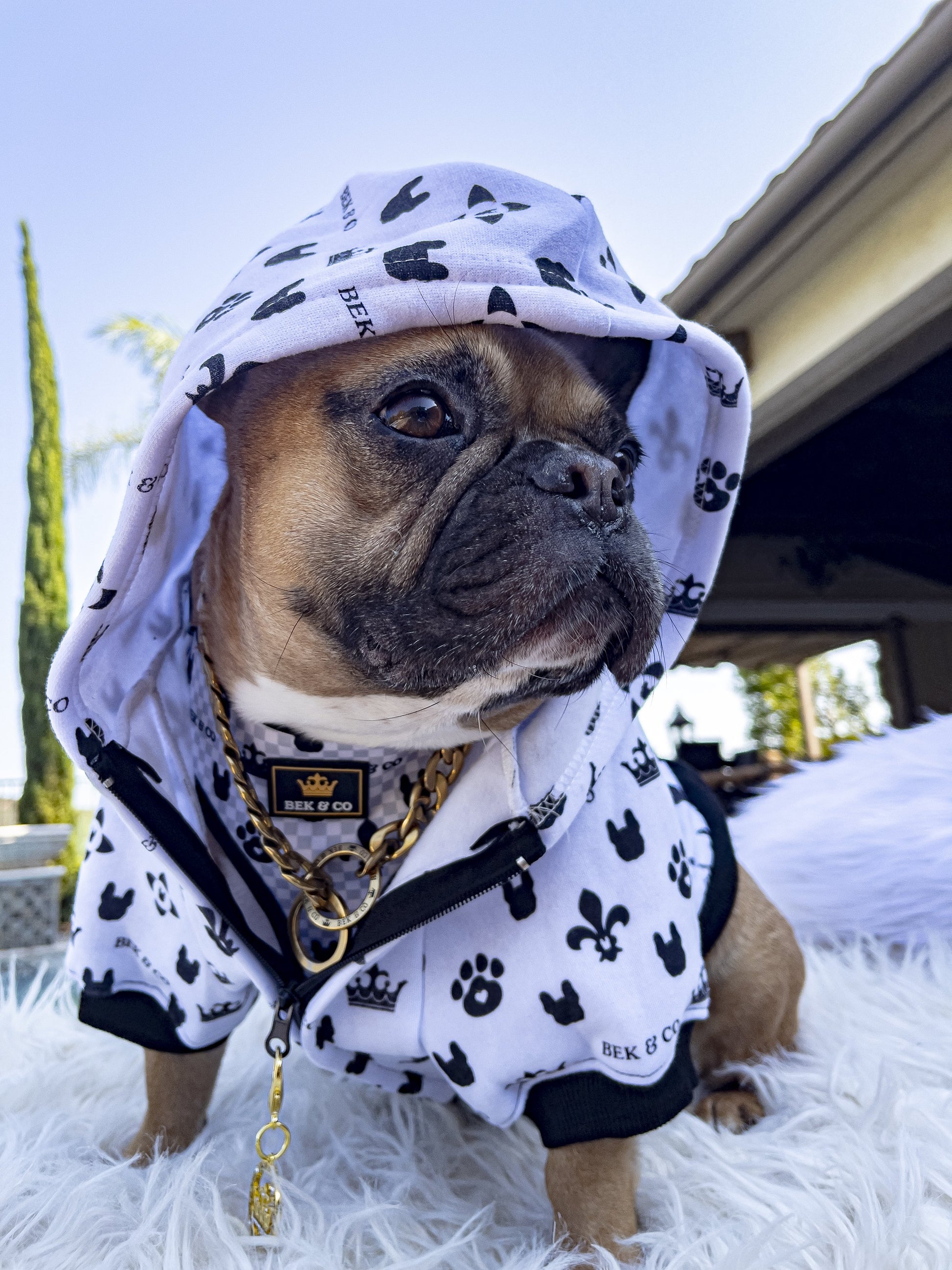 Adorable Frenchie wearing Bek & Co Monogram French Bulldog Hoodie with gold chain and matching monogram Frenchie harness