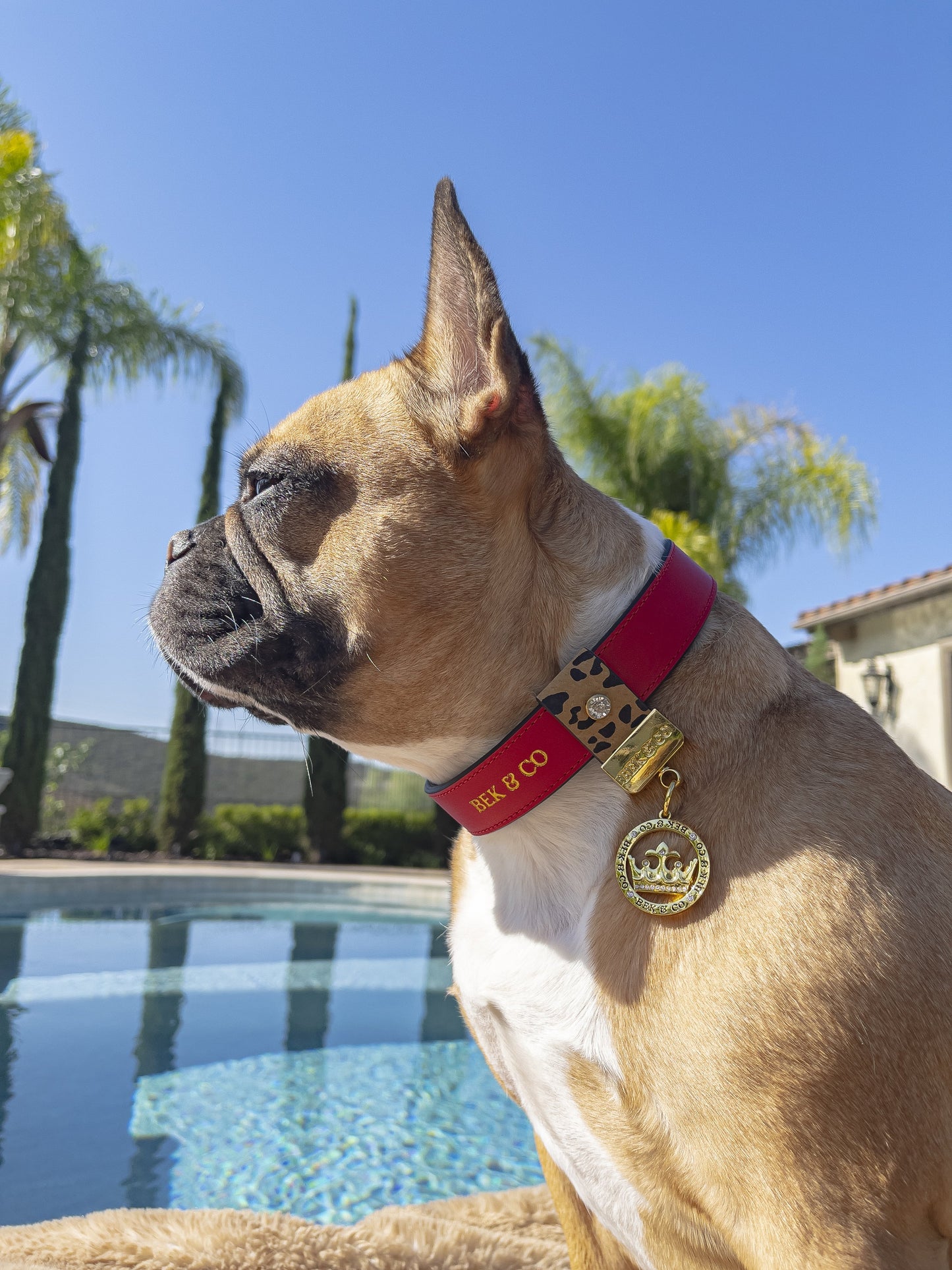 Cute Frenchie on blanket by the pool wearing Bek & Co Regal Red French Bulldog collar
