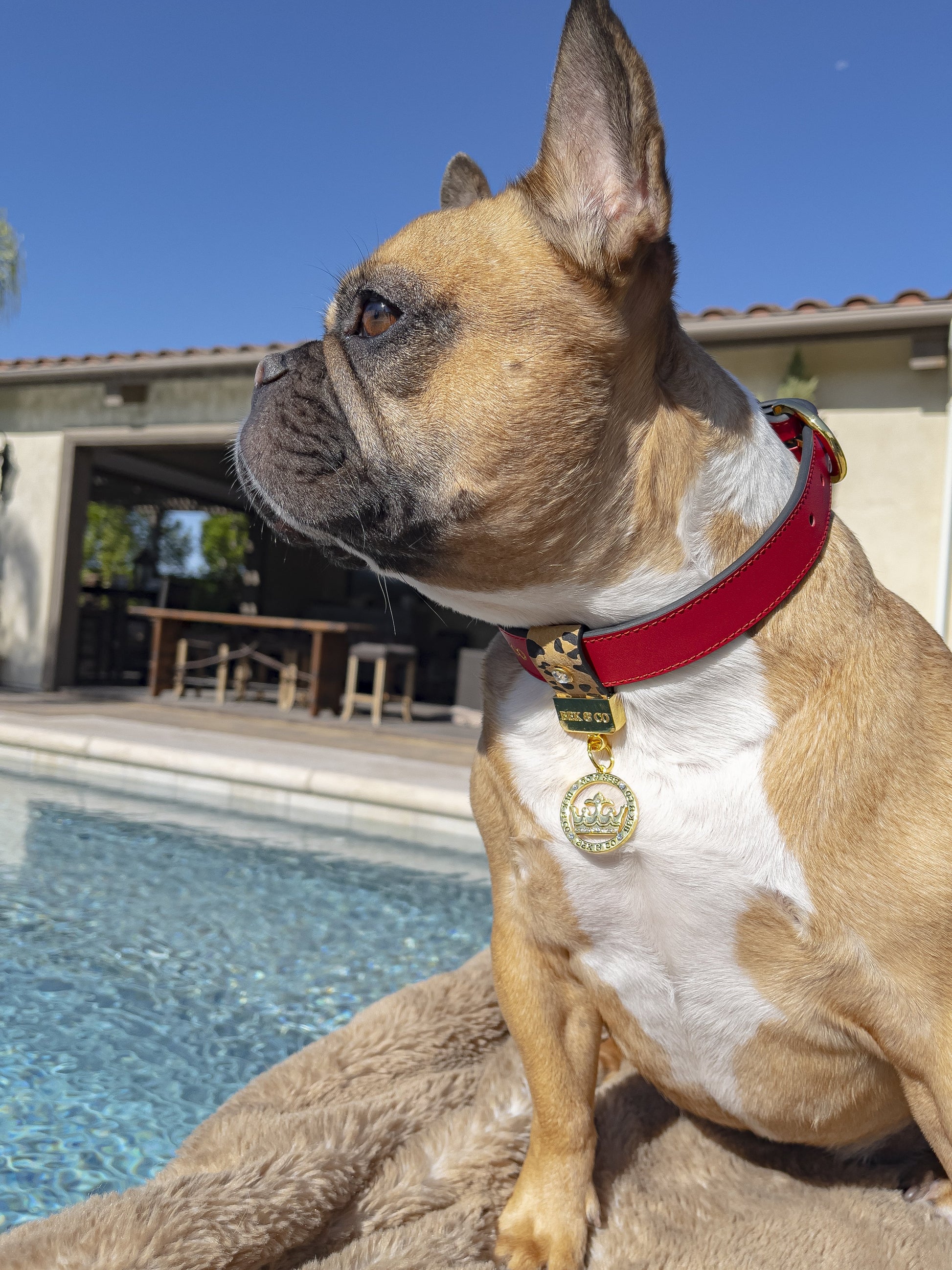 Cute Frenchie on blanket by the pool wearing Bek & Co Regal Red French Bulldog collar