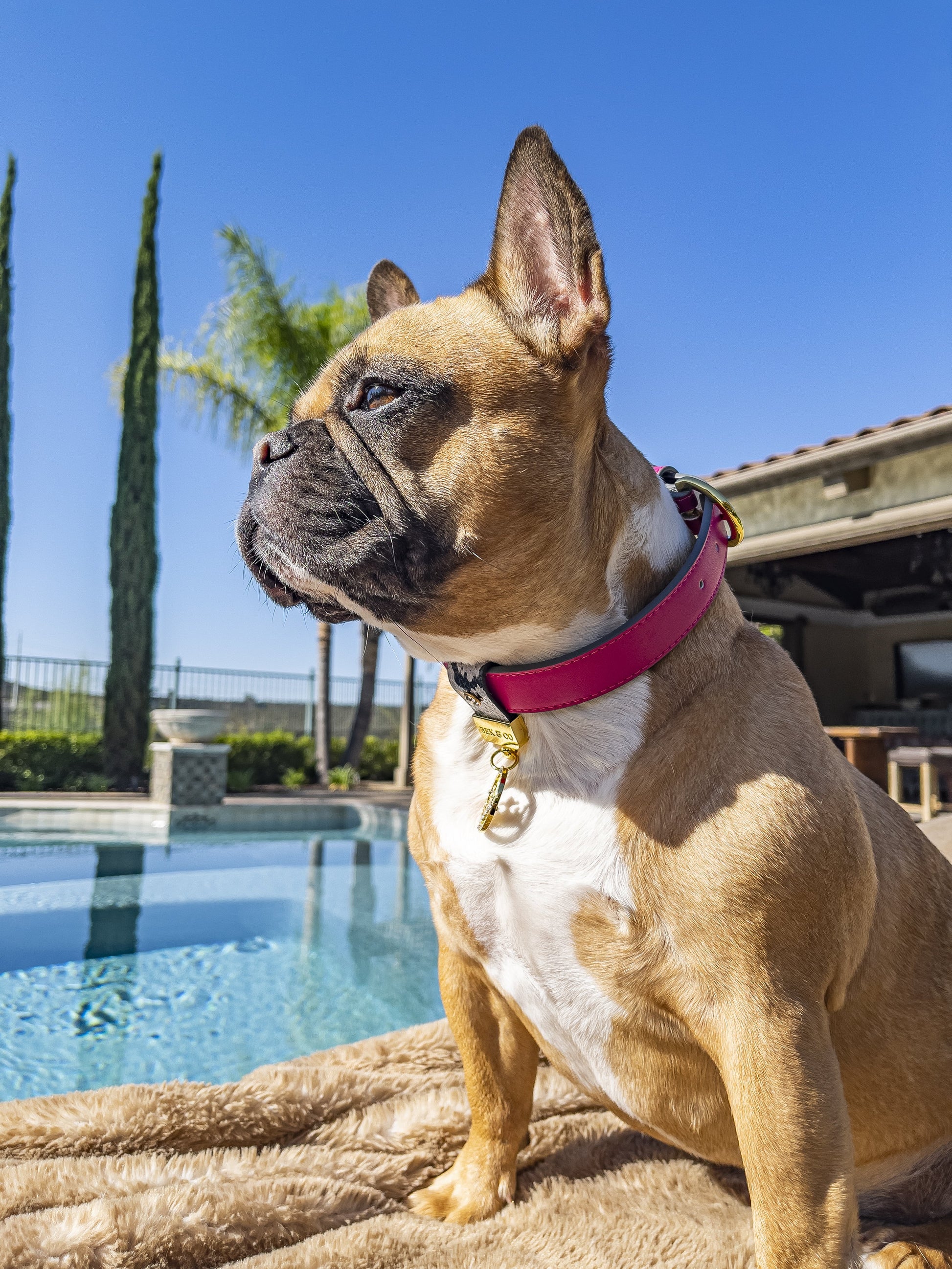 Cute Frenchie on blanket by the pool wearing Bek & Co Regal Pink French Bulldog collar