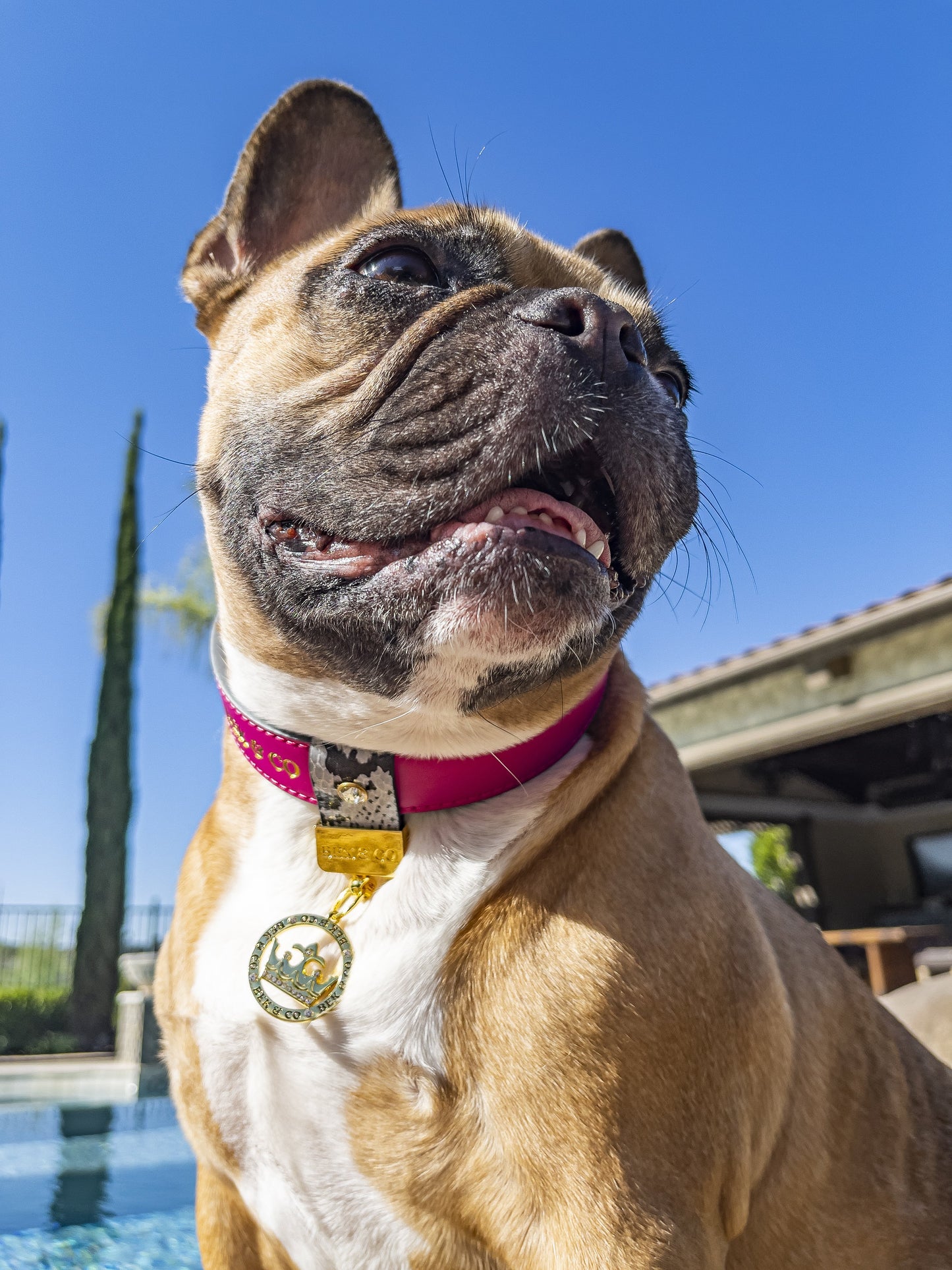 Gorgeous French Bulldog showing off her Bek & Co Regal Pink Leather Frenchie collar sitting by the pool on sunny day