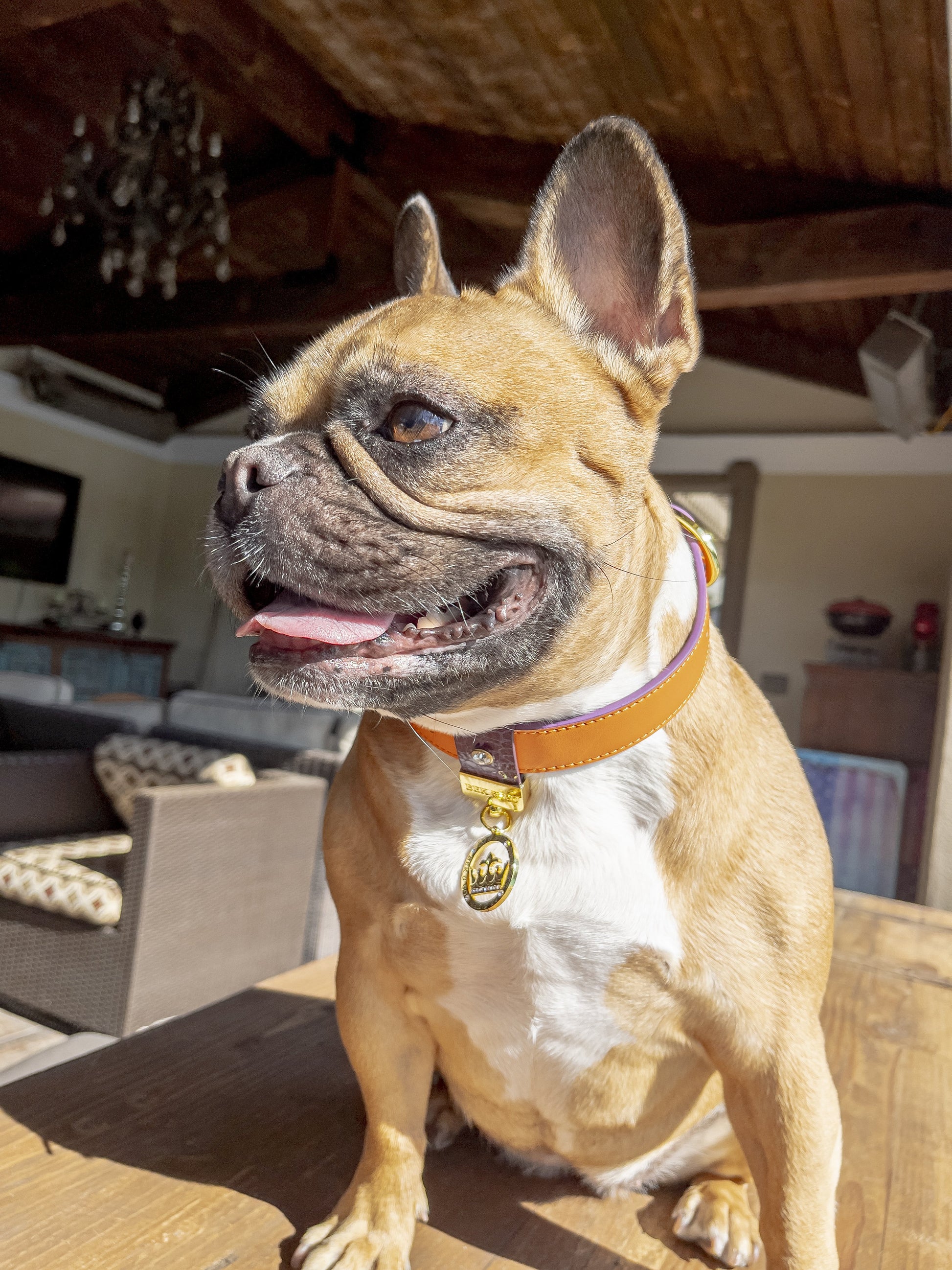 Adorable Frenchie on wooden table outdoors wearing Bek & Co Regal Orange French Bulldog collar 