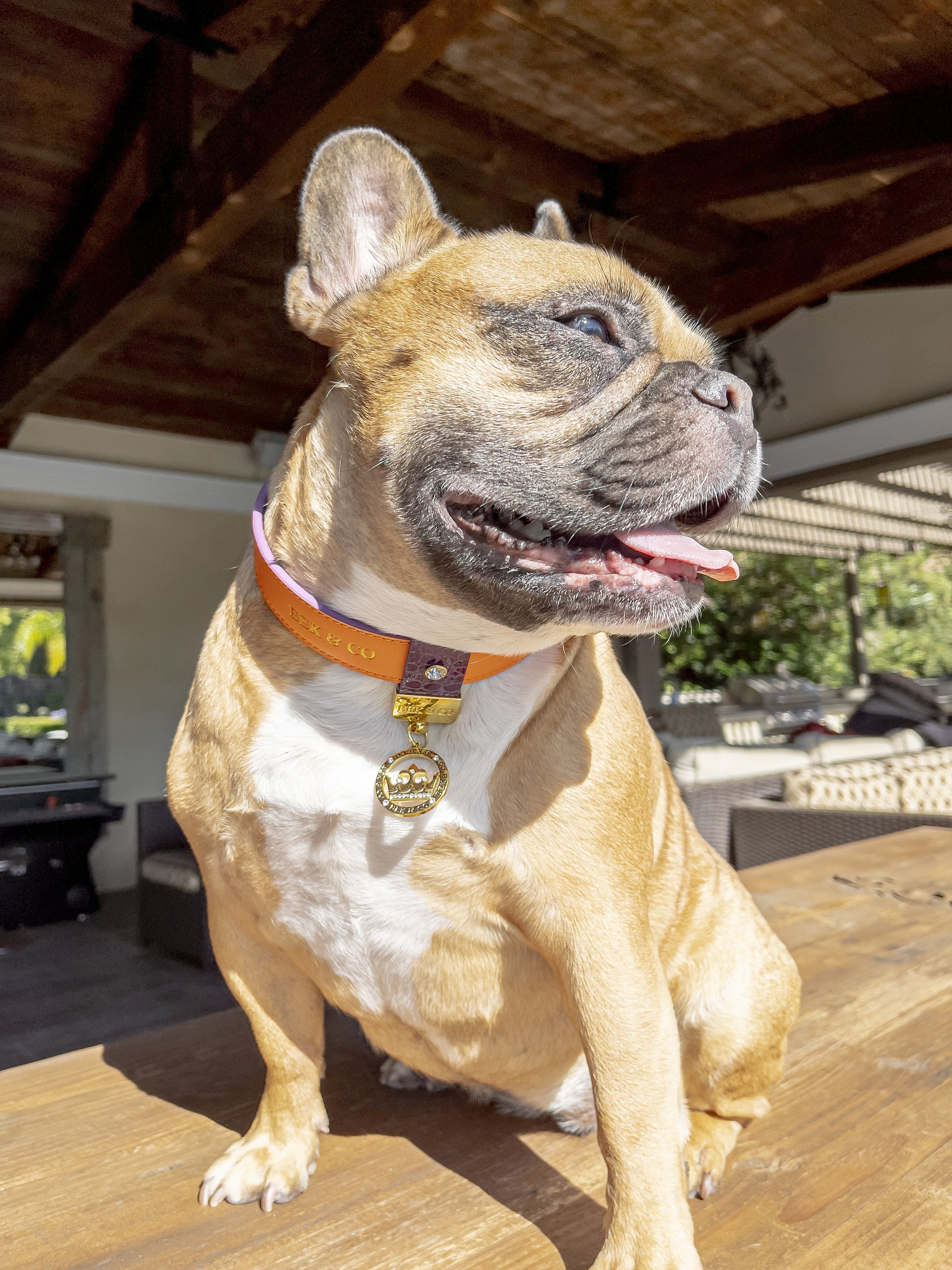 Handsome French Bulldog showing off his Bek & Co Regal Orange Leather Frenchie collar sitting on outdoor wooden table