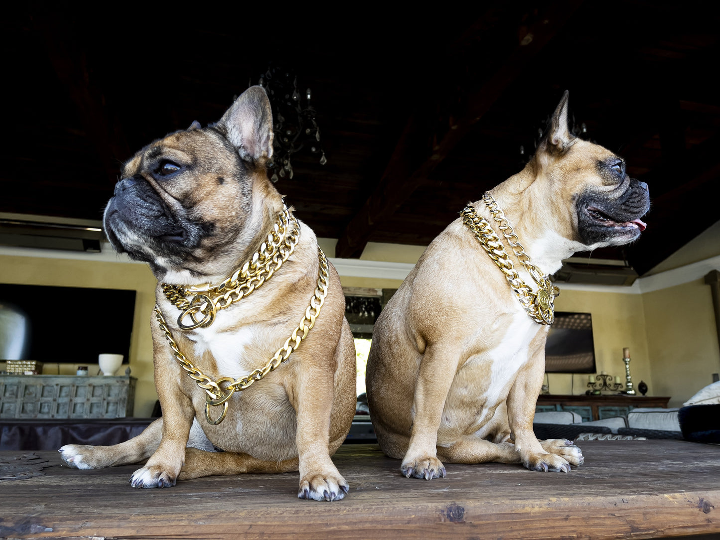 Gold Choke Dog Chain