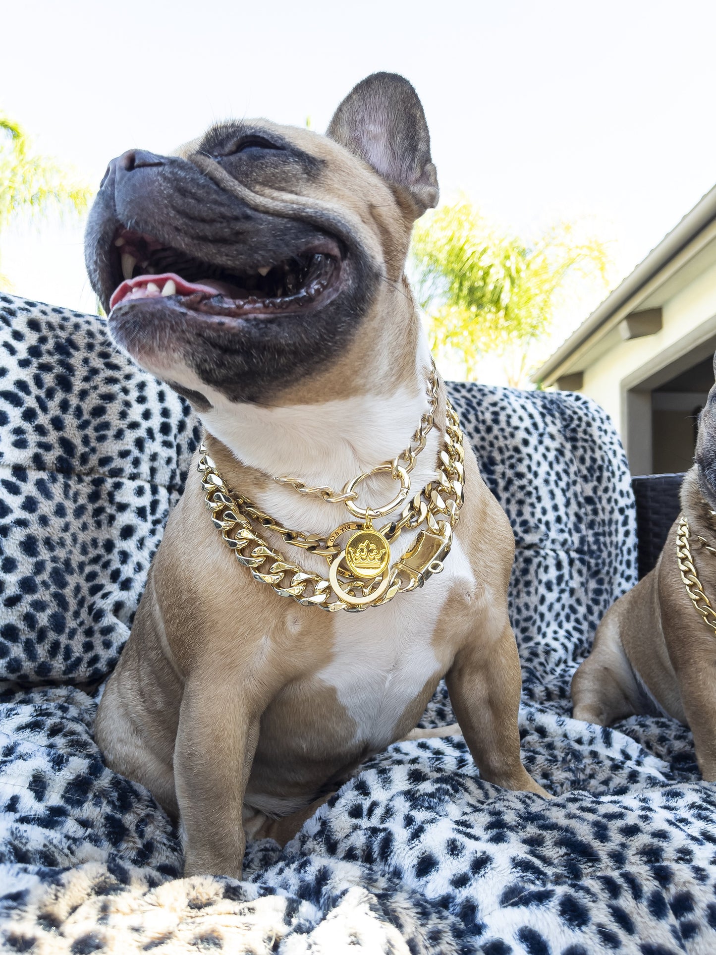 Gold Fashion Dog Chain