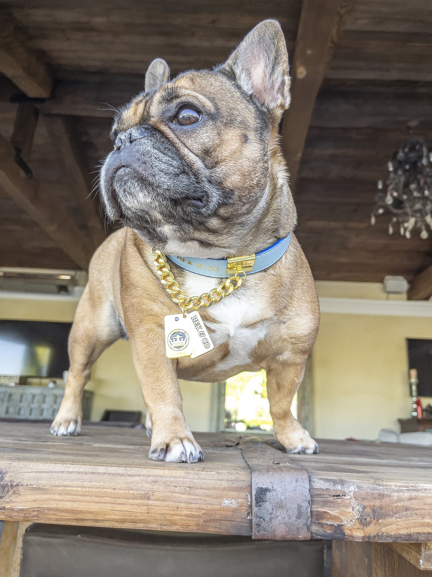 Gold Dog Tag Bling Chain