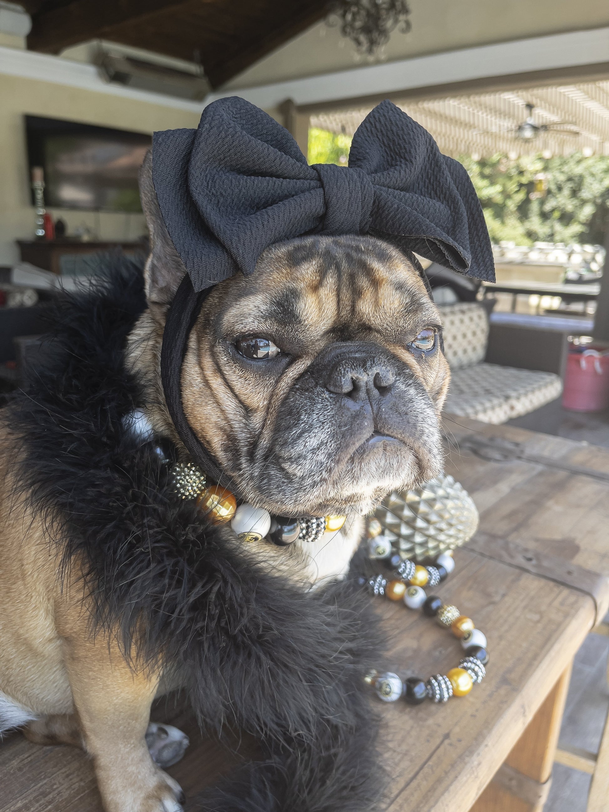 French bulldog wearing gold and black baubles and black bow