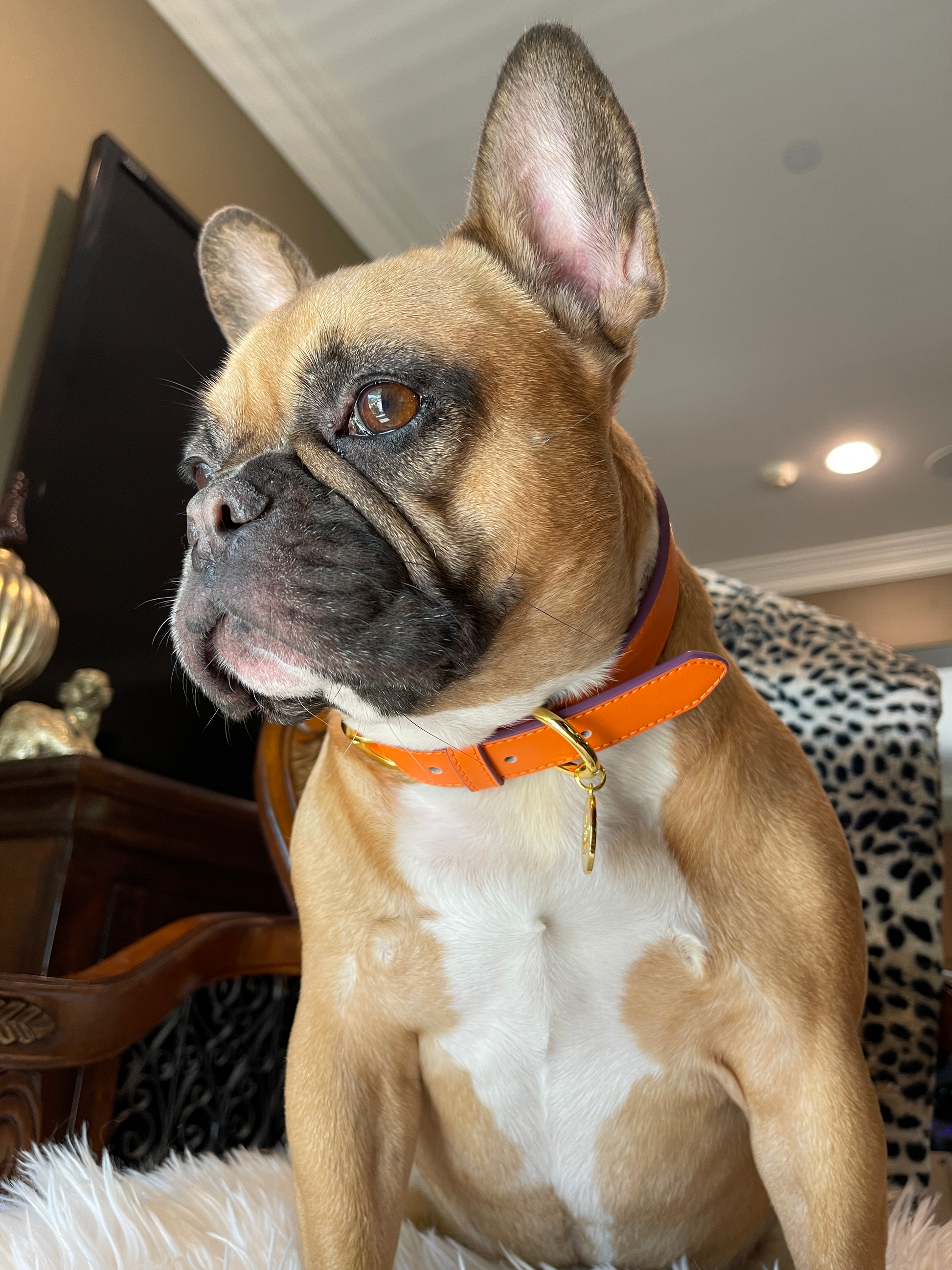 pointy eared Frenchie sitting on chair wearing orange leather dog collar