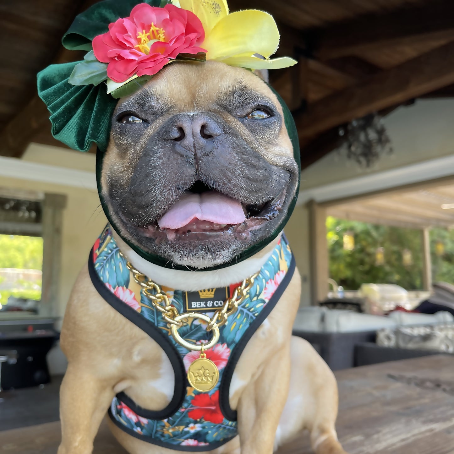 Cute French Bulldog wearing Aloha Reversible French Bulldog Harness showing Flower print and flower headband with gold chain
