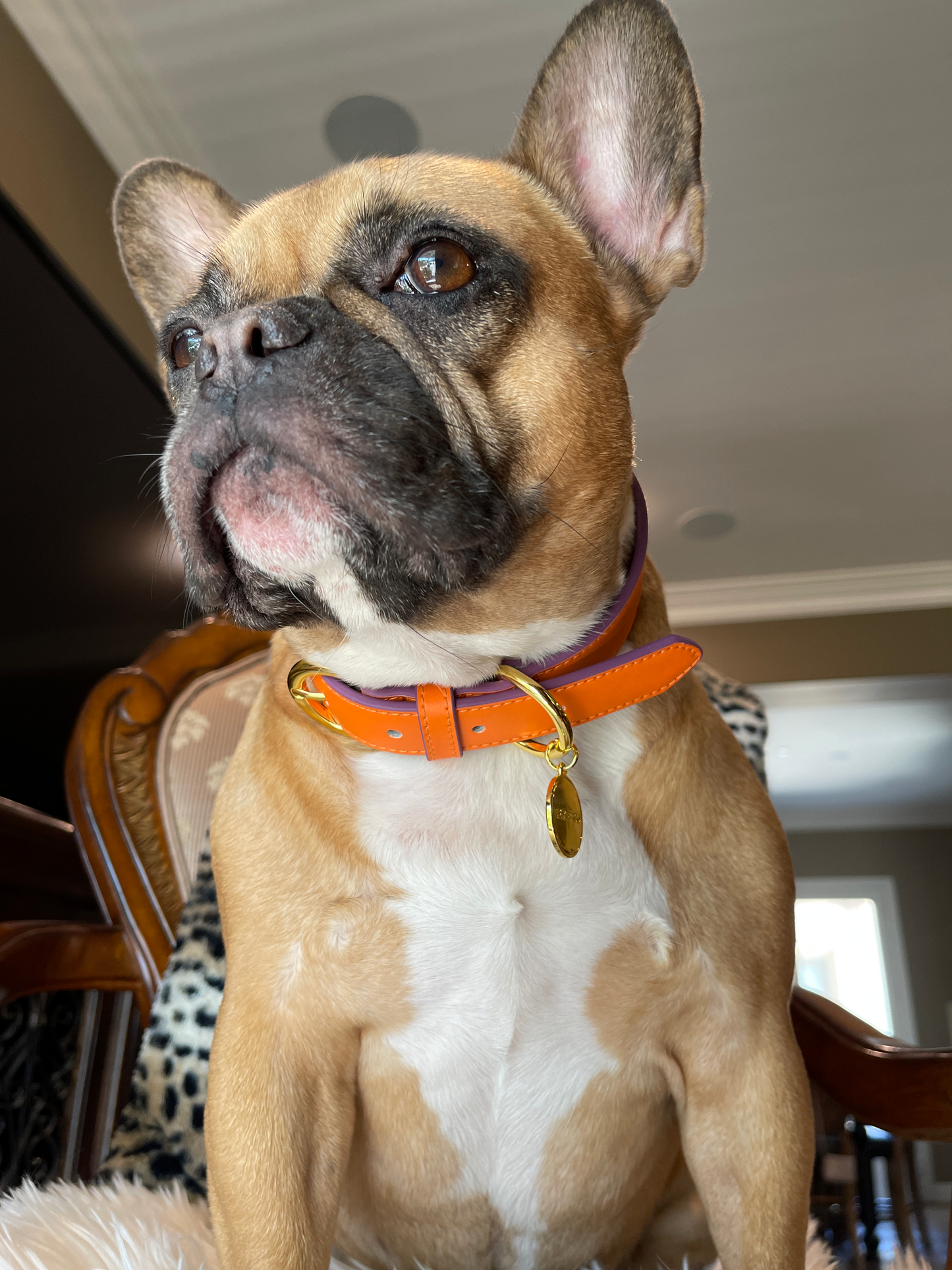 Regal Orange Dog Collar