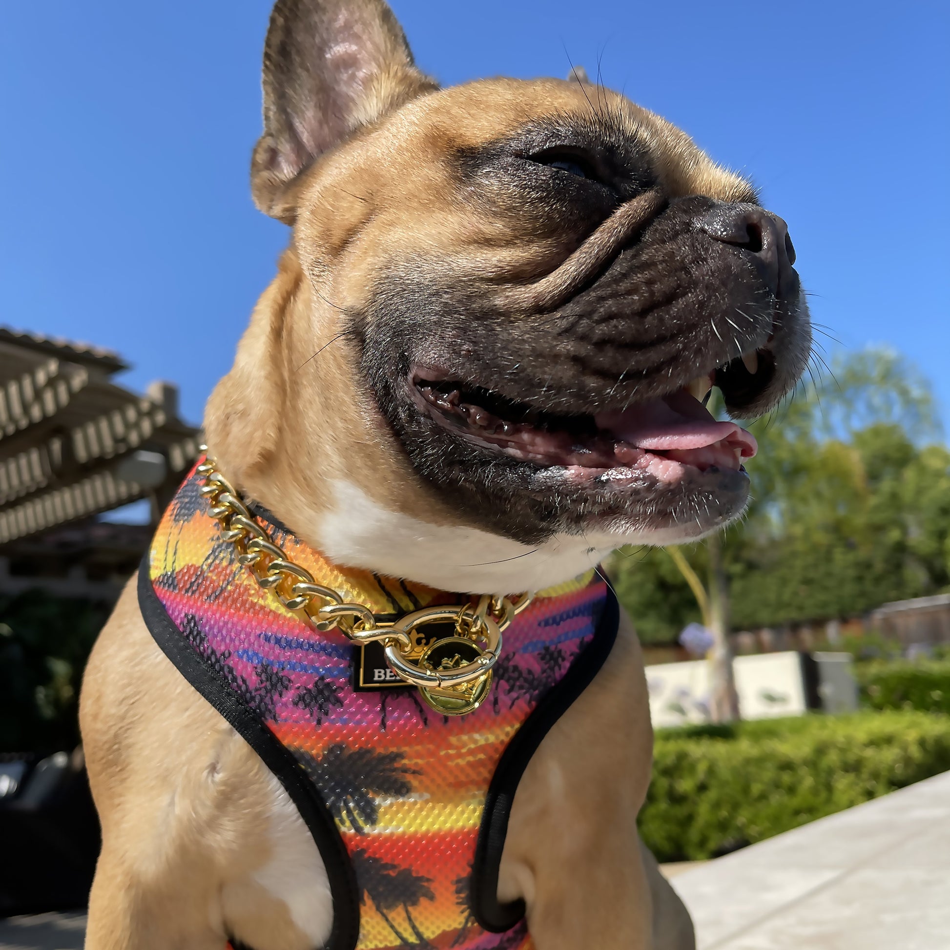 Adorable French Bulldog wearing Aloha Reversible French Bulldog Harness showing palm tree print with gold chain