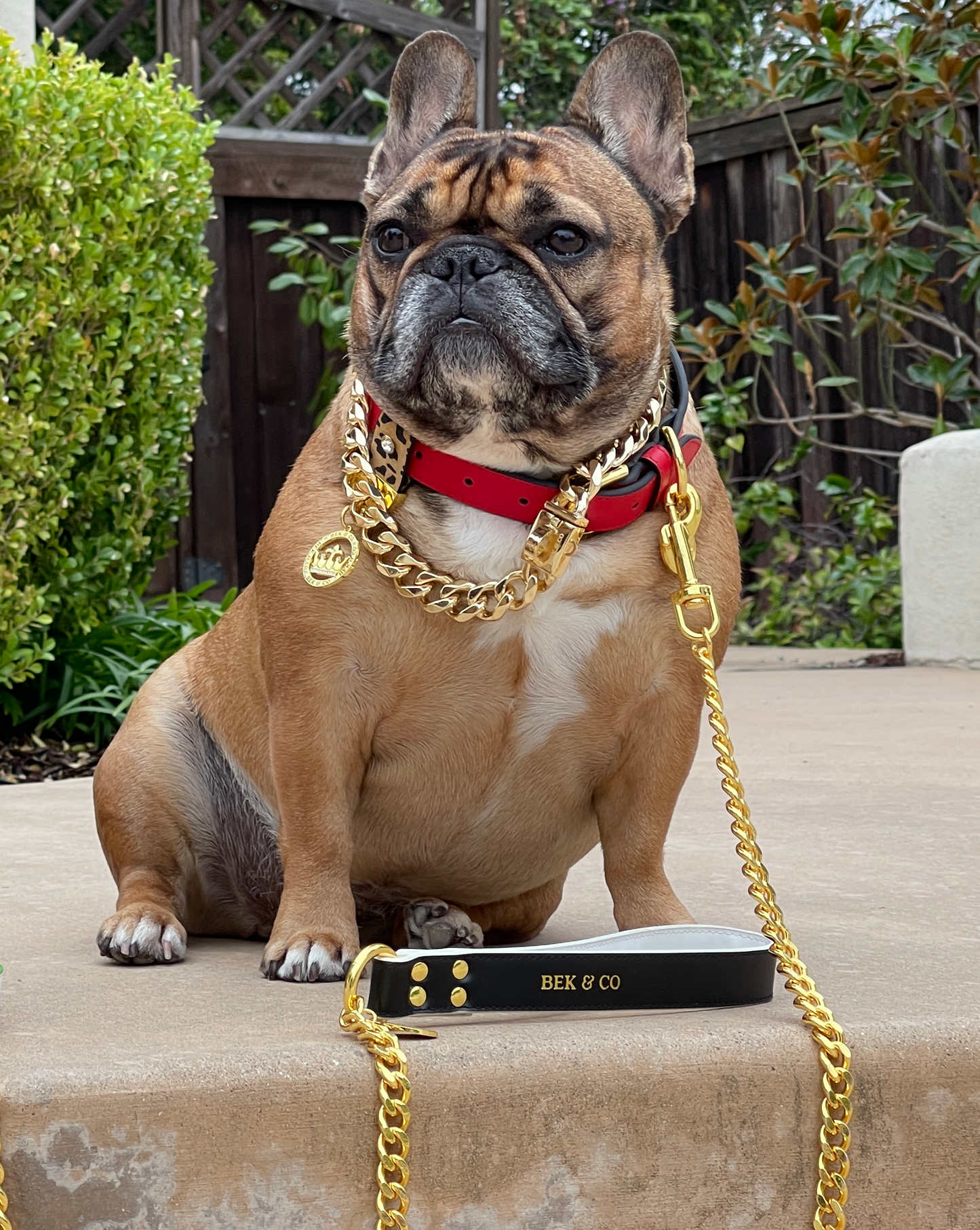 Fat French Bulldog chilling by the pool with Bek & Co Red Regal dog collar, gold chain and matching gold chain leash