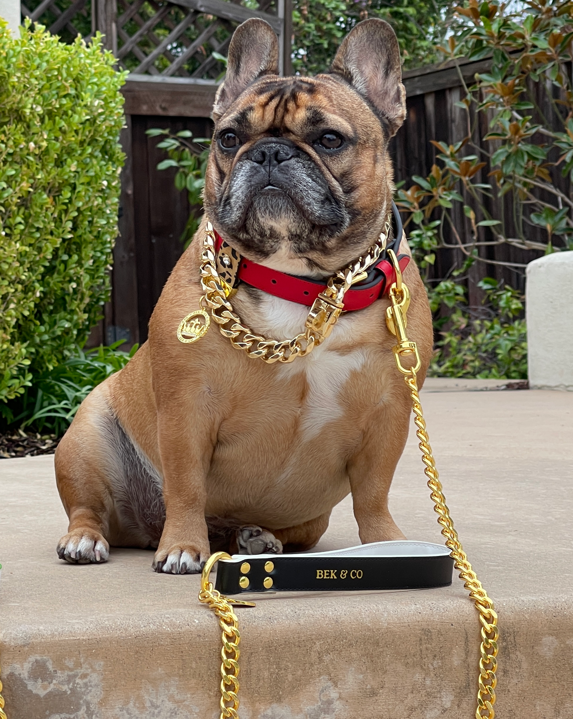 Leash French Bulldog Gold Collar Regal Red Leather French Bulldog