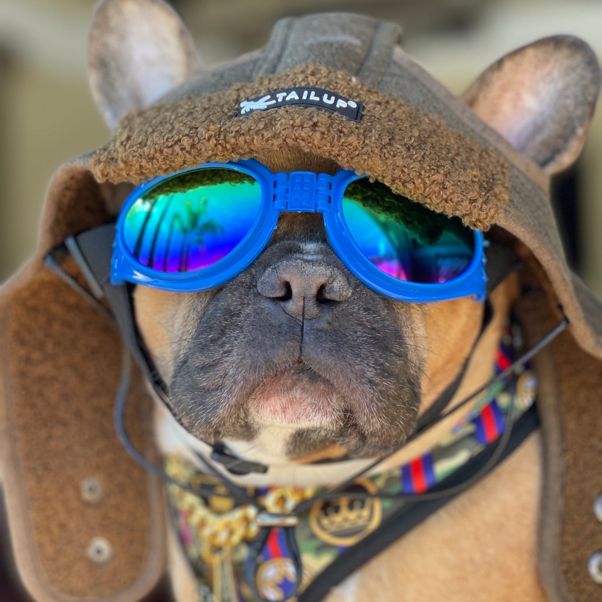 frenchie goggles White Doggles | Comfortable and Secure Elastic Bands