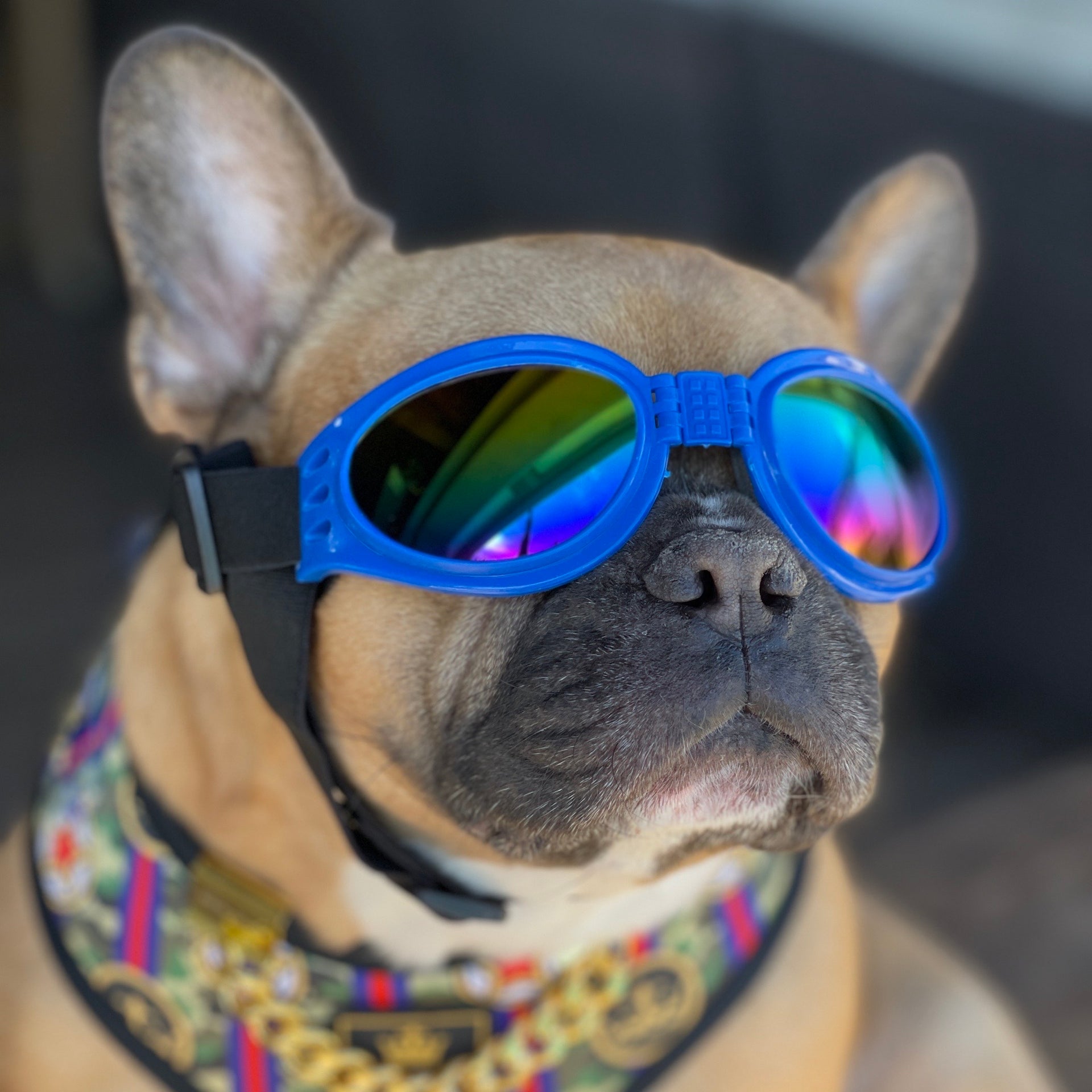 doggles dog goggles White Doggles | Comfortable and Secure Elastic Bands