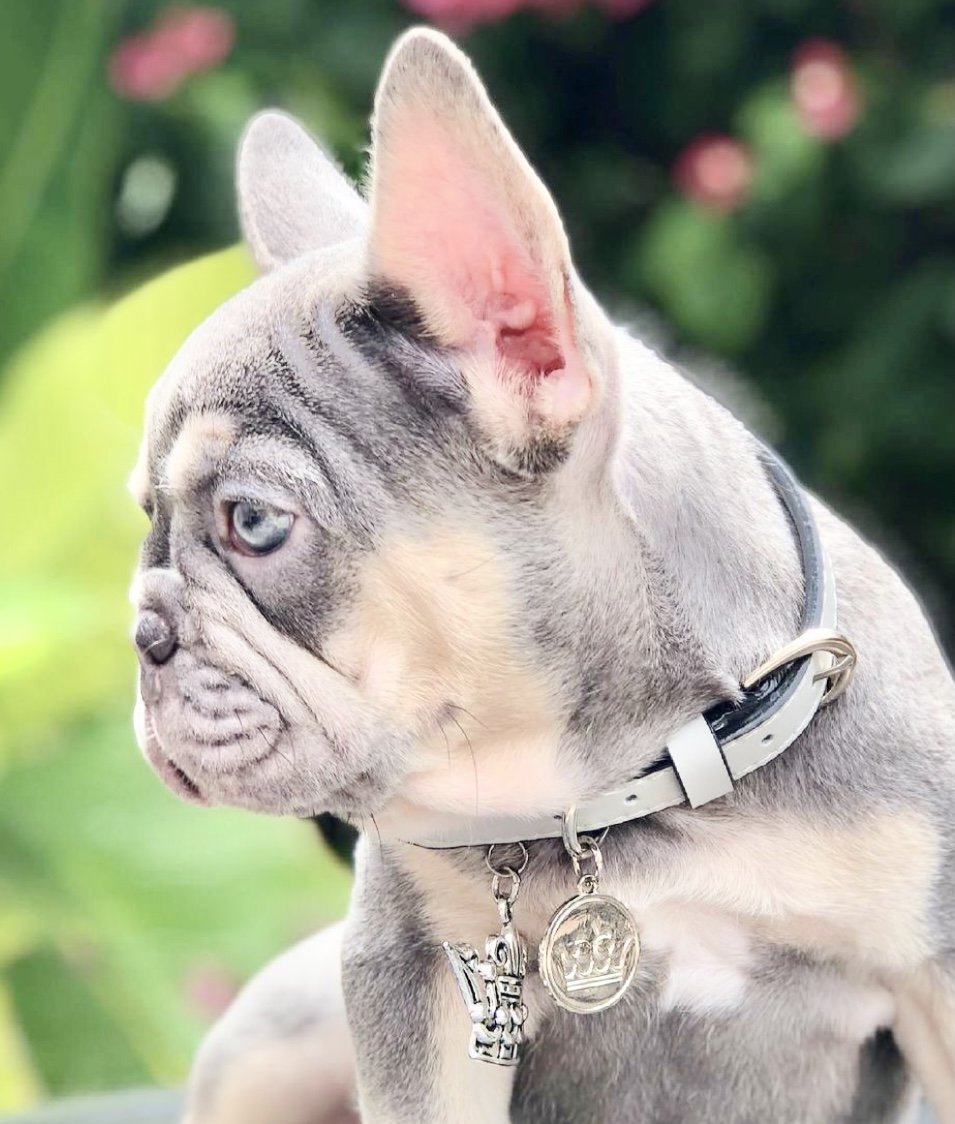 old looking light colored French bulldog with pointy ears wearing gray leather frenchie collar by Bek & Co