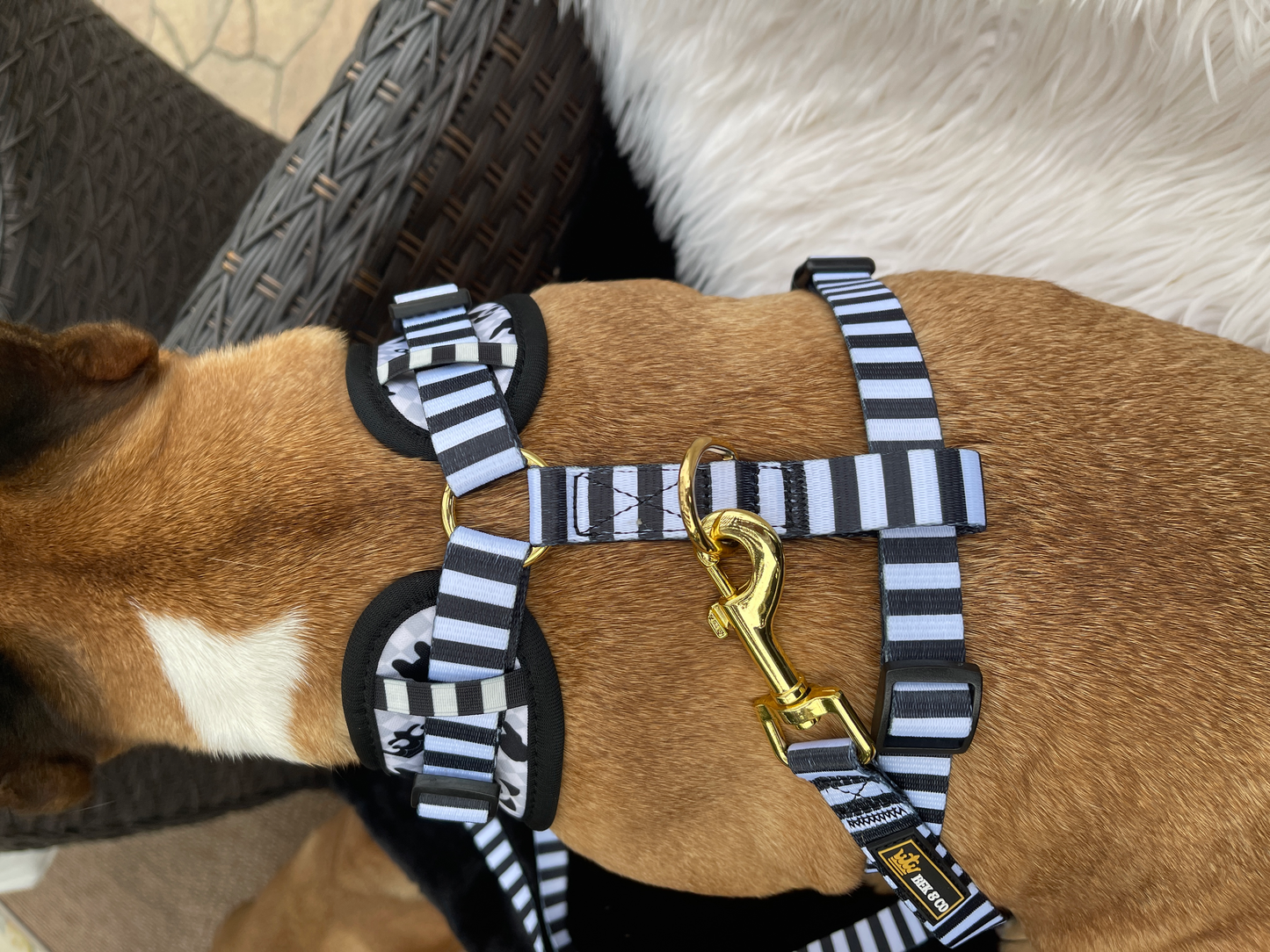 Beautiful gold hardware and adjustable straps on the Bek & Co monogram adjustable french bulldog harness