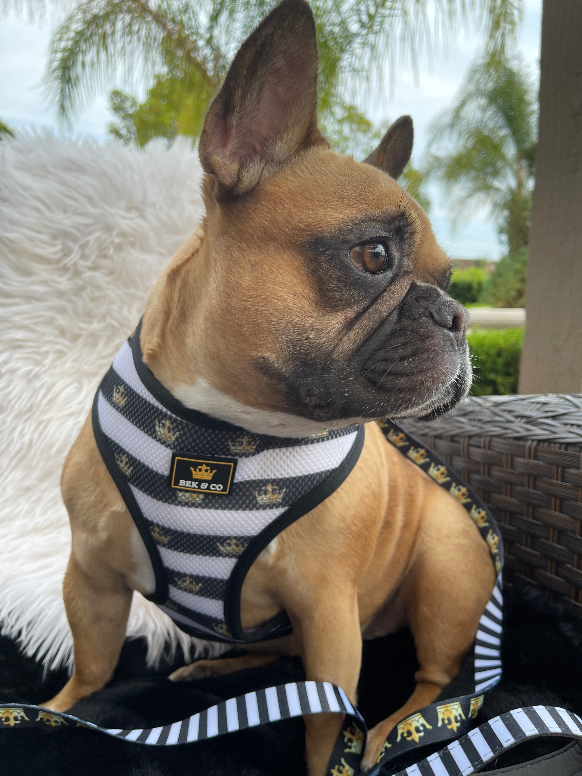 Cutest Frenchie wearing Monogram Reversible French Bulldog Harness on wicker chair outdoors with white furry blanket and tall pointy ears