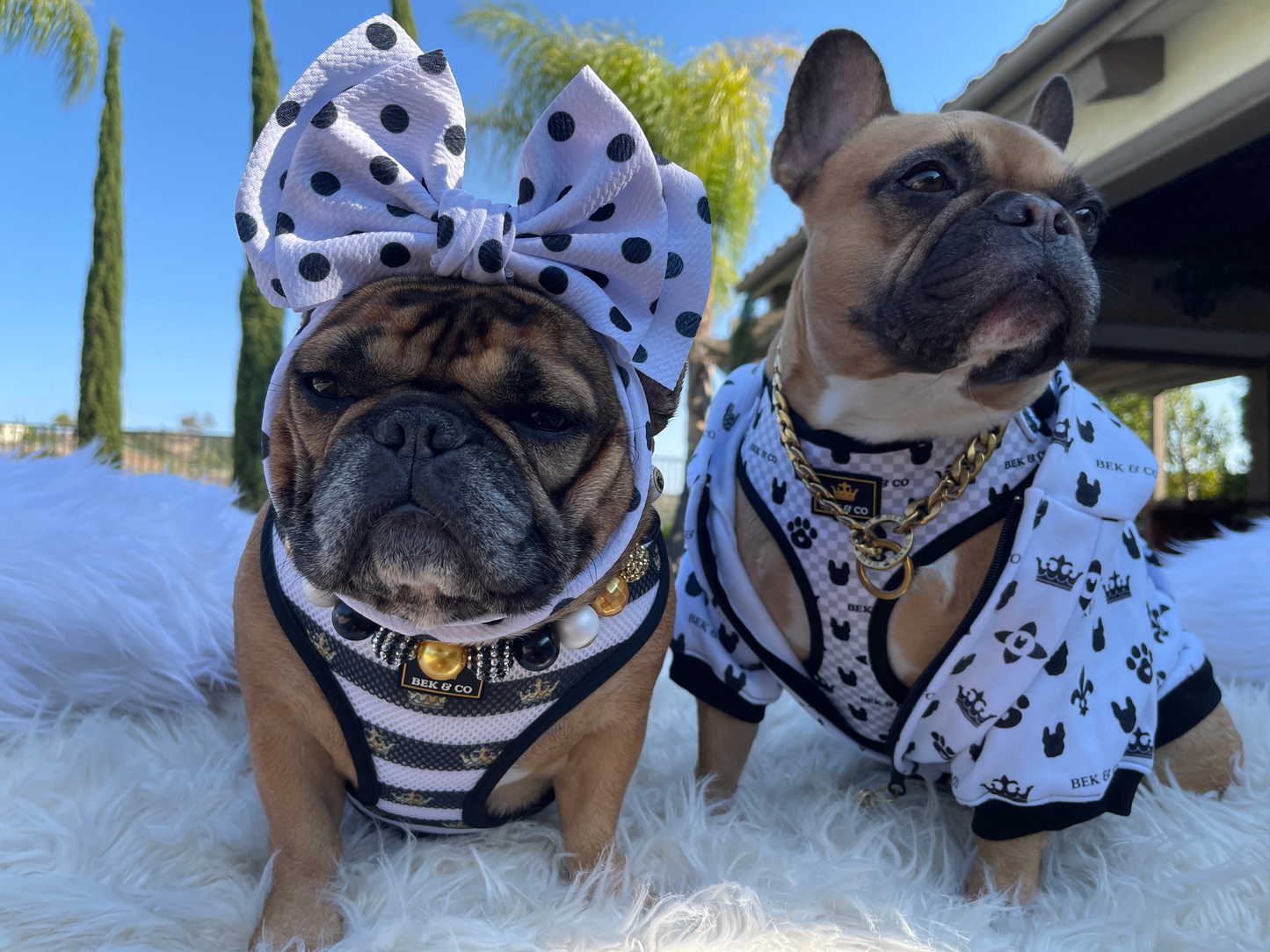 2 adorable Frenchies wearing Monogram Reversible French Bulldog Harness with matching jacket, bow, and gold and black baubles
