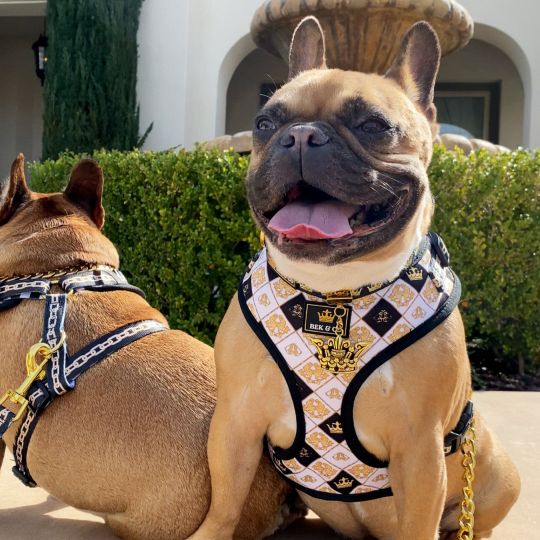 2 adorable Frenchies wearing the Royal Adjustable French Bulldog Harness 