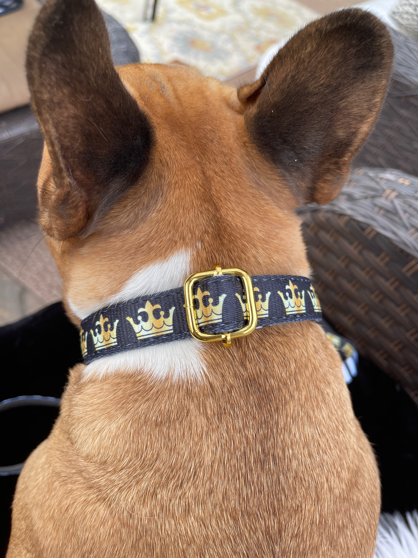 Cute French Bulldog with pointy ears wearing Bek & Co Royal French Bulldog collar with crowns