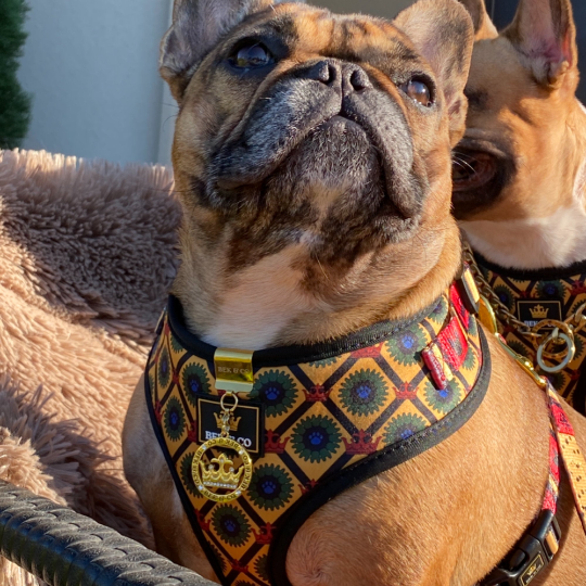 Adorable Frenchie wearing Yellow Flair Adjustable French Bulldog Harness
