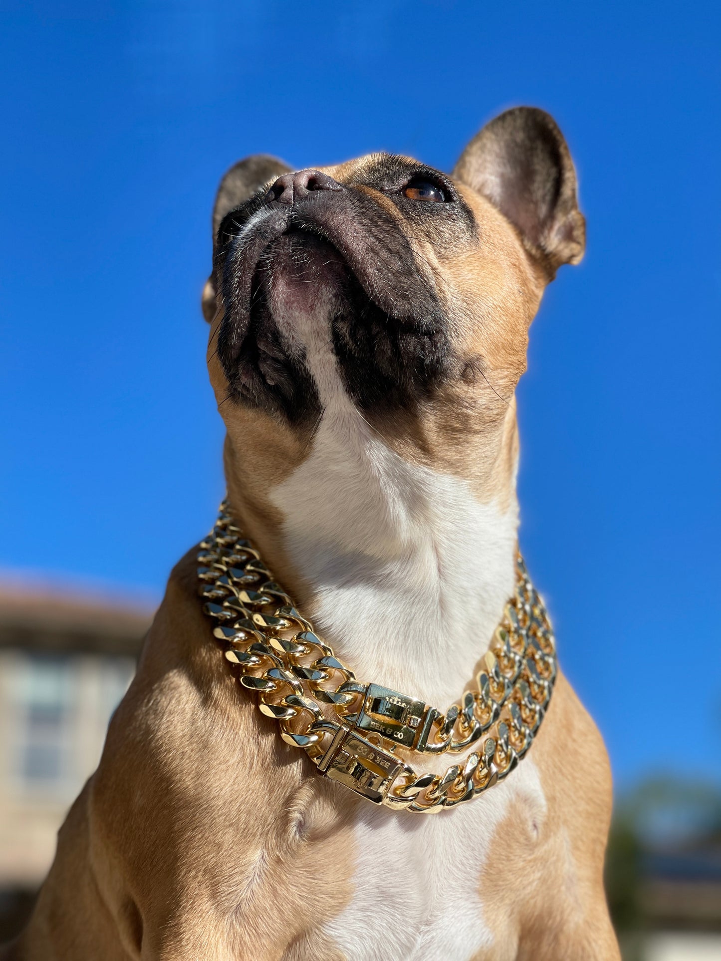 Luxury Gold Clasp Dog Chain