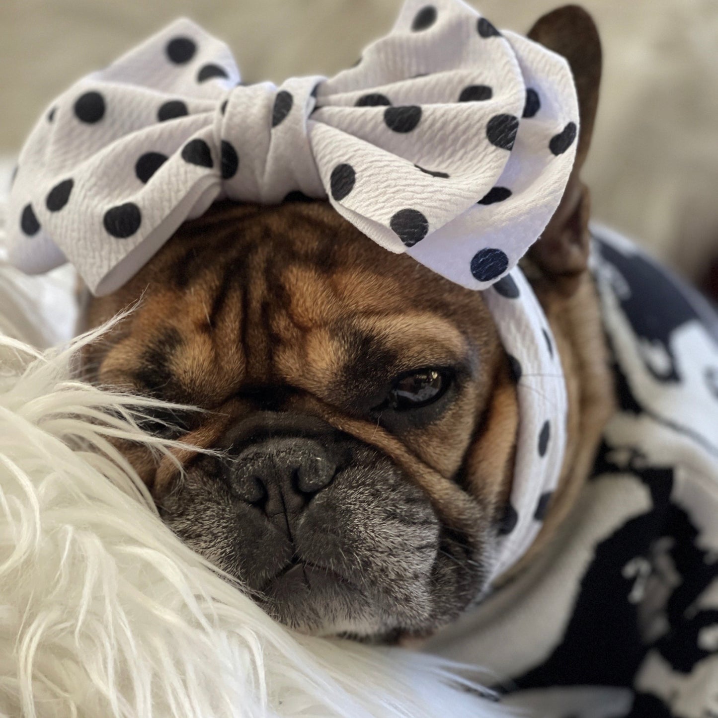 Frenchie Bow Dots