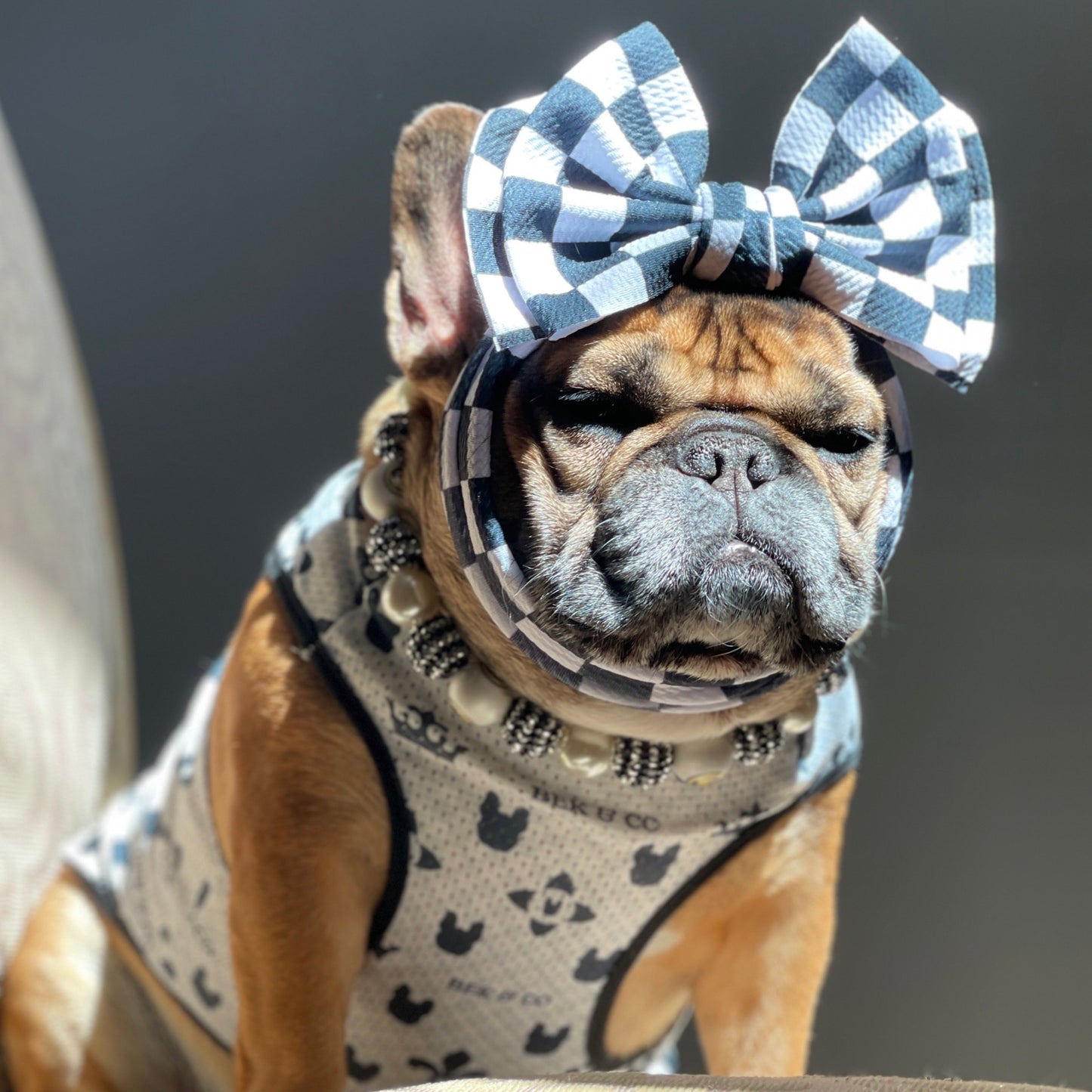 Frenchie Bow Checkered